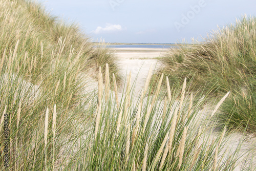 Landscape with sand dunes at wadden islands in the Netherlands.