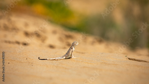 agama lizard in in the central asian desert