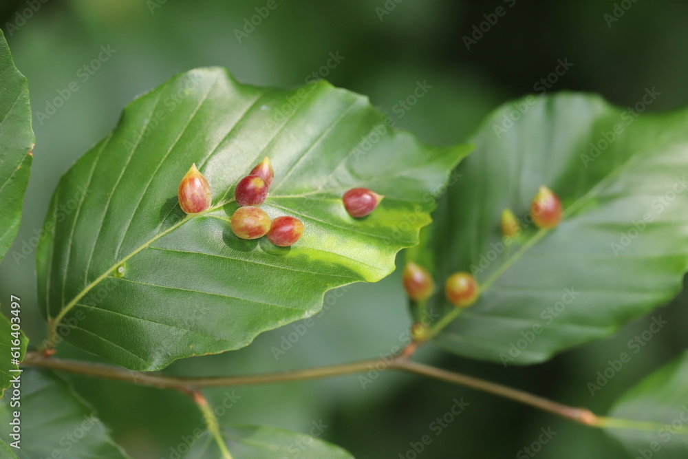 Galls of the Gall Midge (Mikiola fagi) on leaves of Common Beech (Fagus sylvatica). Galls of the Gall Midge (Mikiola fagi) on leaves of Common Beech (Fagus sylvatica).