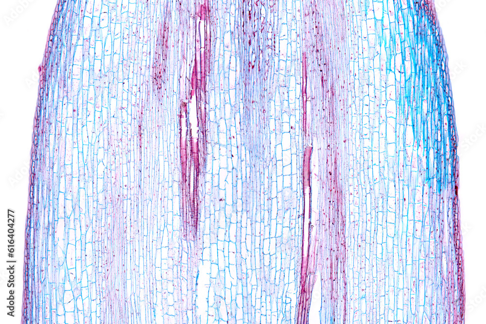 Sunflower stem, longitudinal section, 20X light micrograph. Stem of Helianthus annuus, under light microscope. Hematoxylin-eosin stained for better visualization. Isolated, on white background. Photo