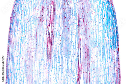 Sunflower stem, longitudinal section, 20X light micrograph. Stem of Helianthus annuus, under light microscope. Hematoxylin-eosin stained for better visualization. Isolated, on white background. Photo