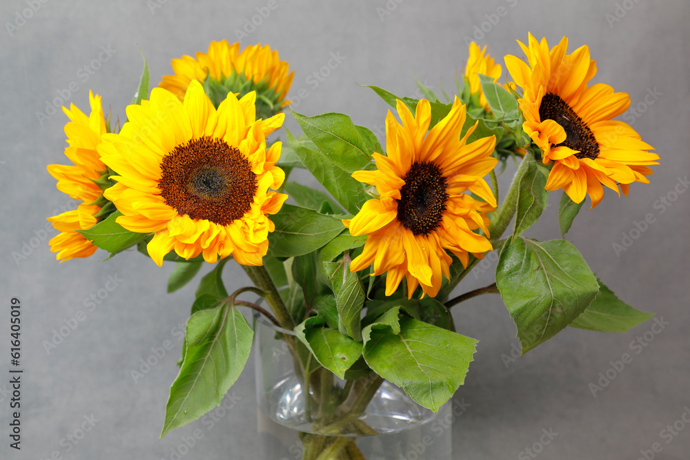 Obraz premium Sonnenblumen in einer Glasvase vor grauem Grund