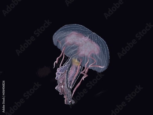 jelly fish in the dark