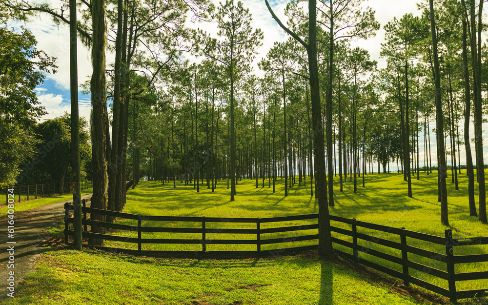 Beautiful green pasture fenced in Beautiful green pasture fenced in
