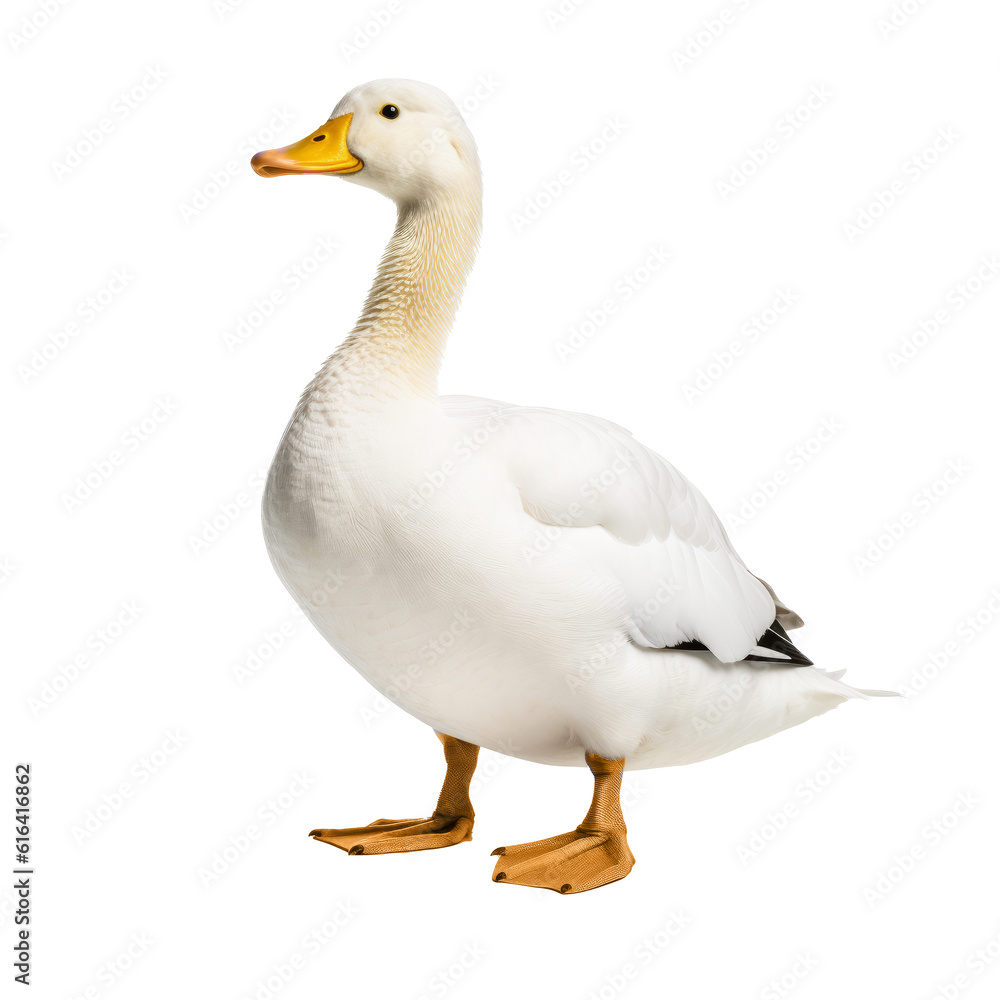 Isolated on Transparent Background Isolated on Transparent Background