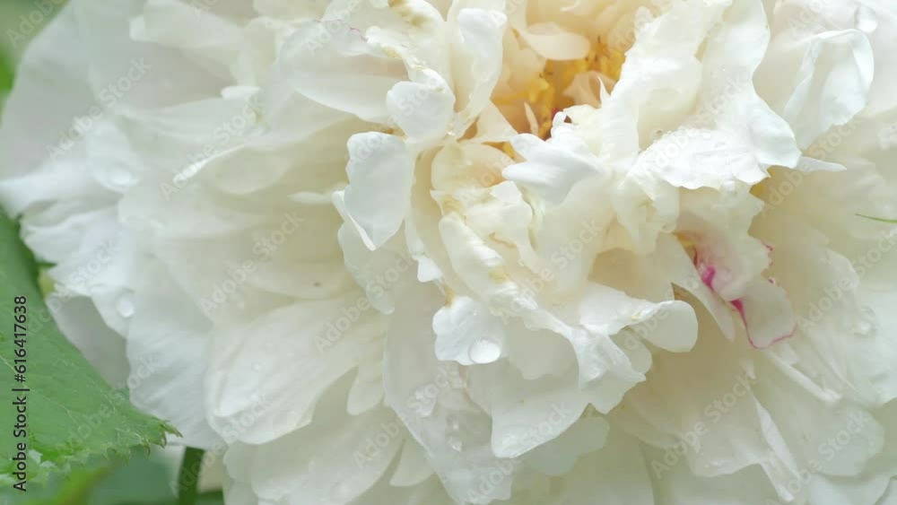 beautiful white terry peony flower background. macro shot. cloudy morning beautiful white terry peony flower background. macro shot. cloudy morning