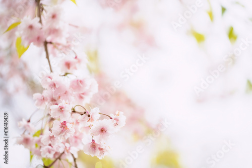 Pink cherry tree or sakura blossom with copy space for text