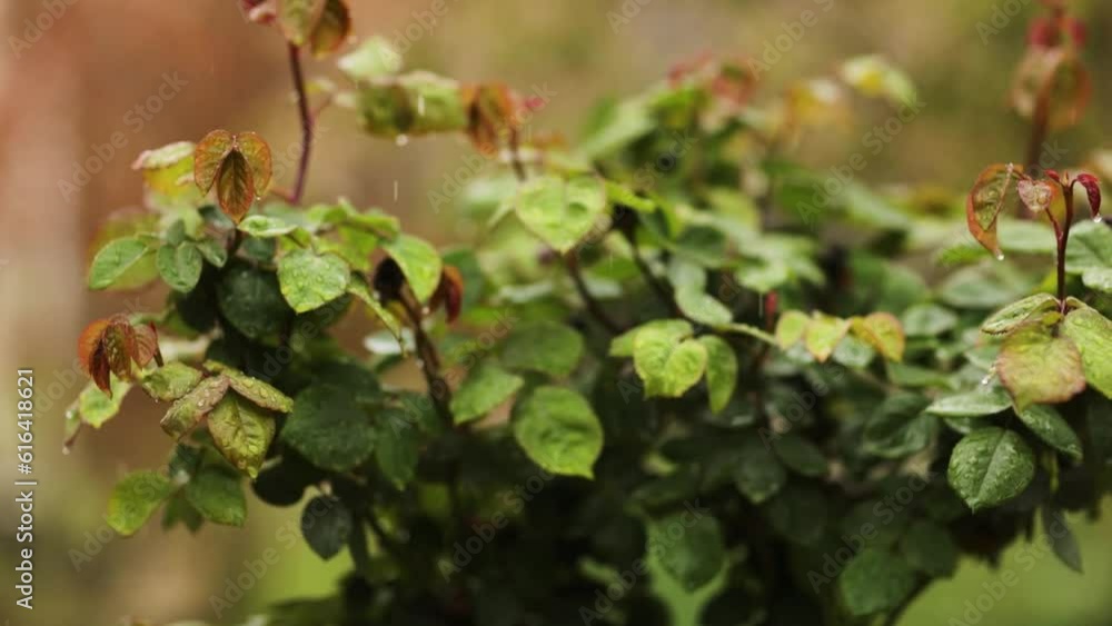 rose bush gently moves in the rain rose bush gently moves in the rain