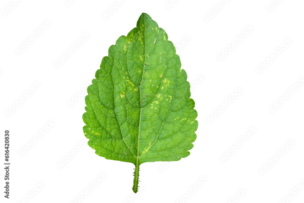 Grass leave (Ageratum conyzoides) as package design element Grass leave (Ageratum conyzoides) as package design element