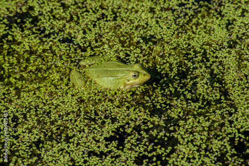 grenouille verte dans le marais de Saint-Pierre le Chastel, saison des amours photo