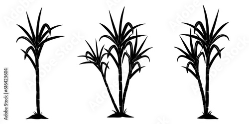 silhouette of sugarcane
