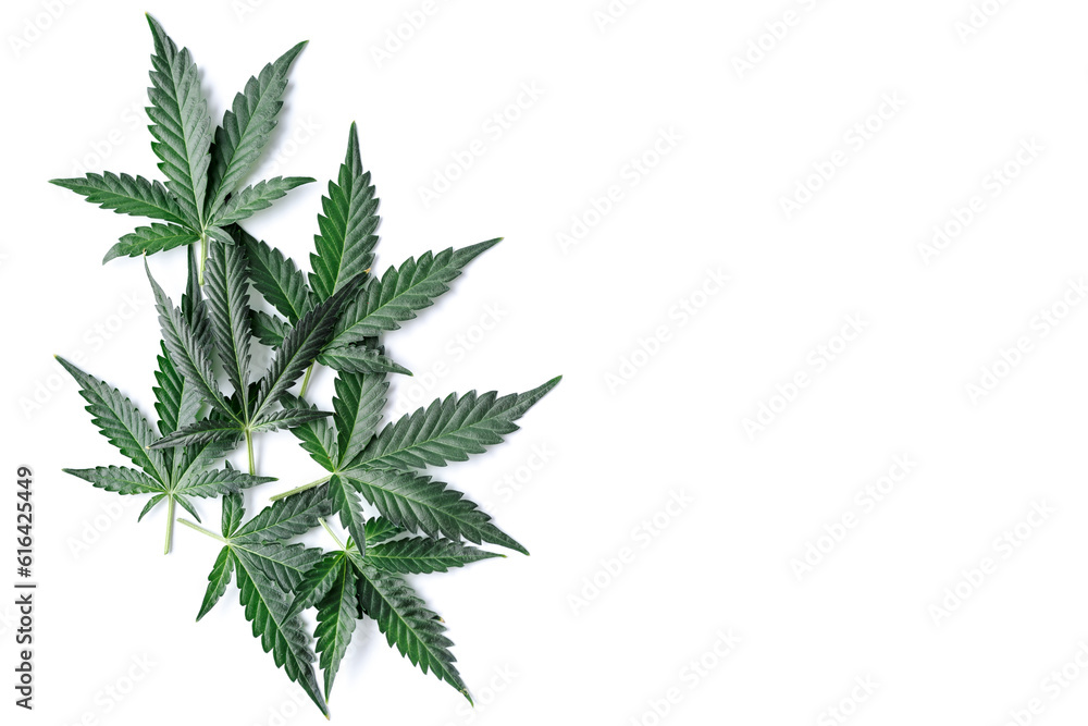 Cannabis is a standoff between a drug and a medicine. Green background of leaves.Close-up young hemp. Medicinal indica with CBD.Green cannabis leaves isolated on white background. Cannabis is a standoff between a drug and a medicine. Green background of leaves.Close-up young hemp. Medicinal indica with CBD.Green cannabis leaves isolated on white background.