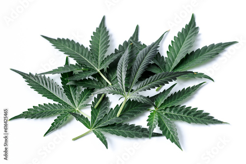 Cannabis is a standoff between a drug and a medicine. Green background of leaves.Close-up young hemp. Medicinal indica with CBD.Green cannabis leaves isolated on white background.