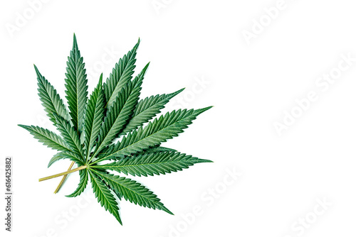 Green cannabis leaves isolated on white background.Cannabis is a standoff between a drug and a medicine.Medicinal indica with CBD. Growing medical marijuana.