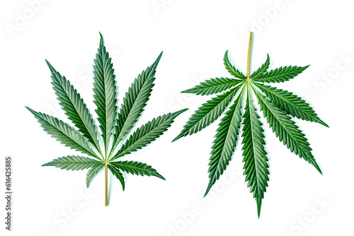 Green cannabis leaves isolated on white background.Cannabis is a standoff between a drug and a medicine.Medicinal indica with CBD. Growing medical marijuana.