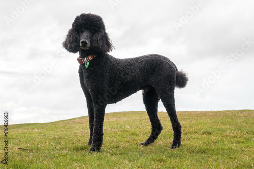 Black standard poodle standing in the grass.
