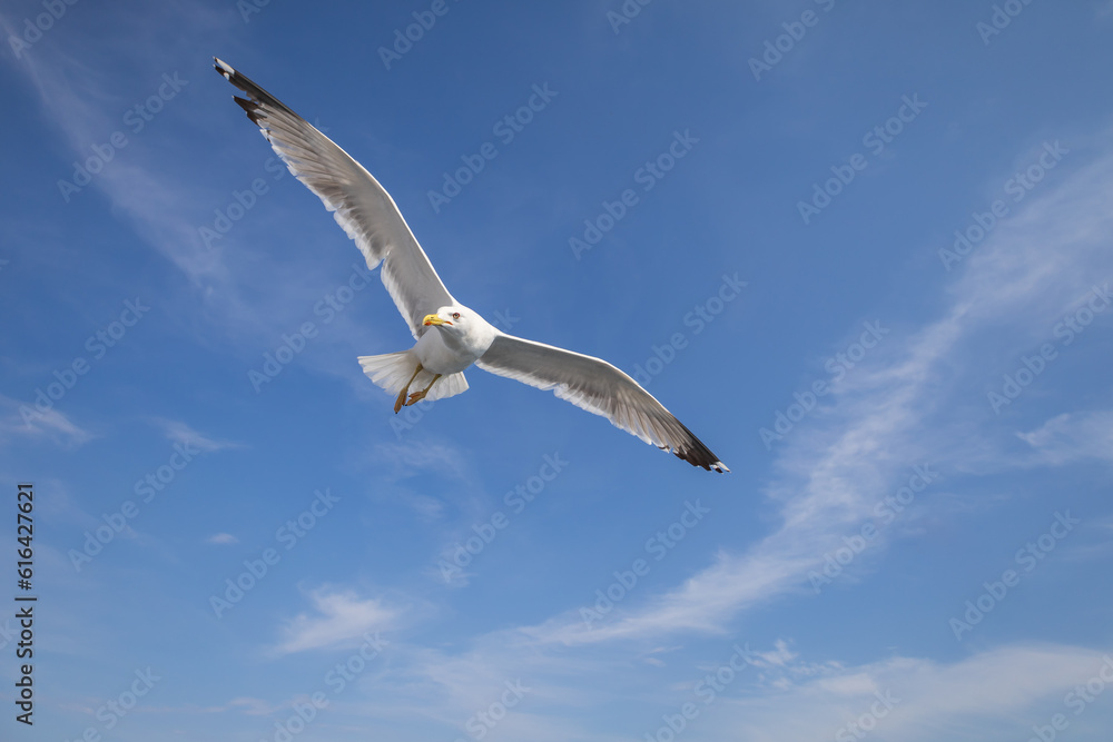 Fototapeta premium Seagull - Larus marinus flies through the air with outstretched wings. Blue sky. The harbor in the background.