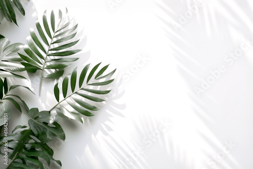 Palm tree branches and its shadow on a white background. Tropical background.