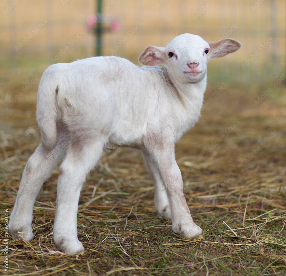 Sheep lamb still unsteady on its legs Sheep lamb still unsteady on its legs