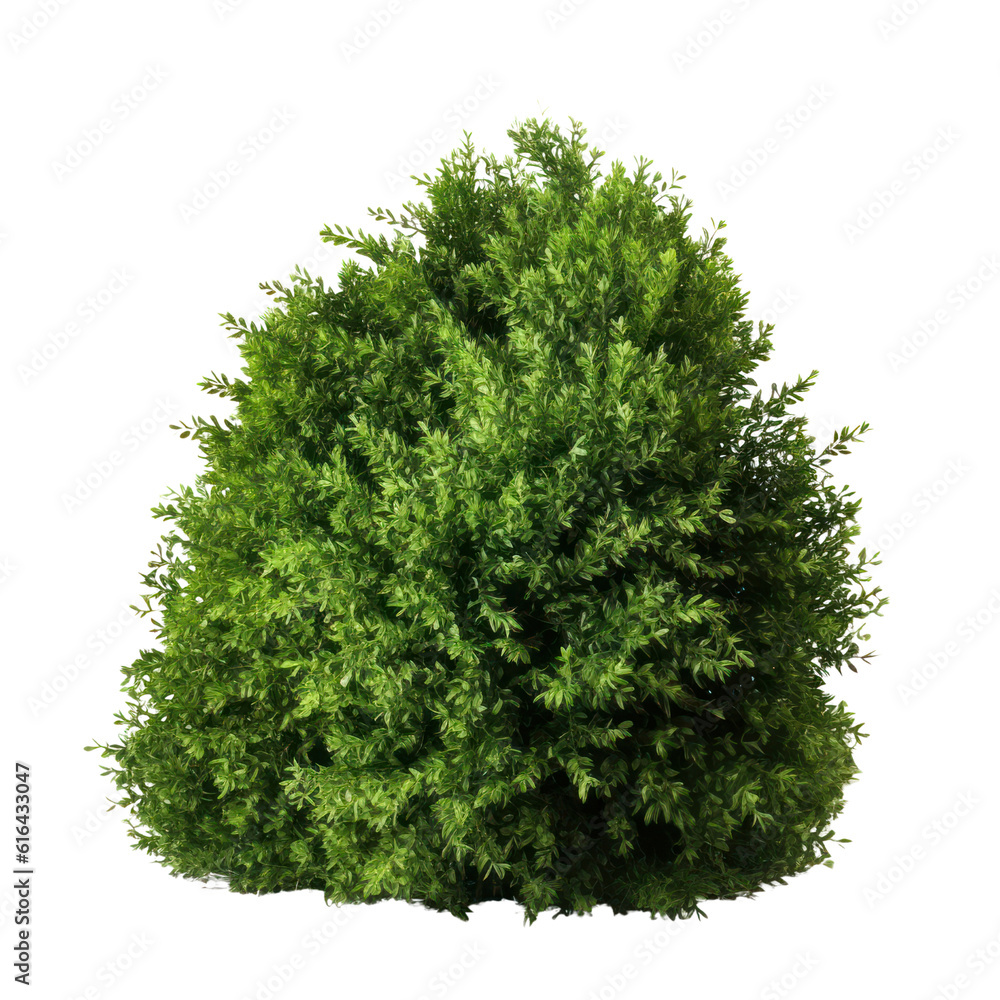 Fototapeta premium bush isolated on transparent background cutout