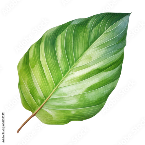 leaf watercolor isolated on transparent background cutout