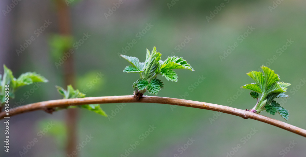 Branch with green leaves on a blurred background