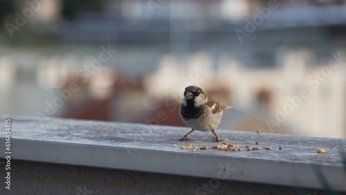 Tablou pe pânză sparrow