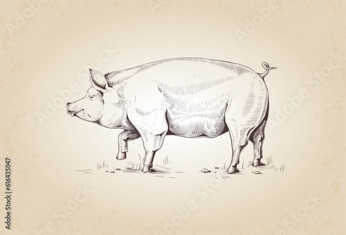 Vintage pig. Engraving domestic animal. Livestock hand drawn sketch. Natural pork. Meat for sausage and bacon. Swine at pasture grazing. Agriculture mammal. Vector graphic kitchen label