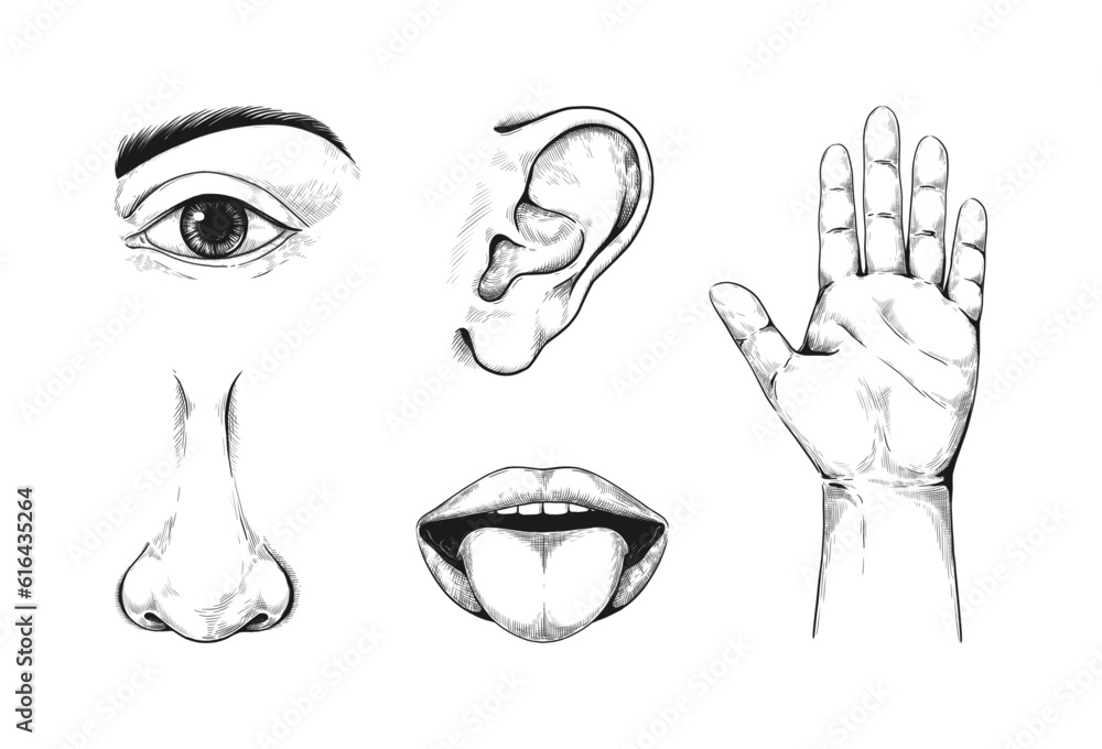 Five senses. Human anatomy. Sticking out tongue. Mouth lips. Nose and