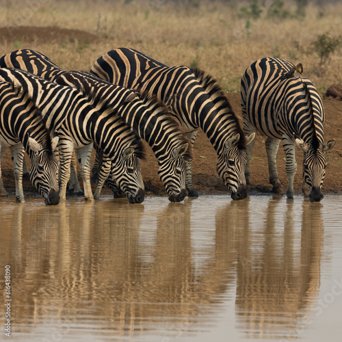 zebras drinking water in a row