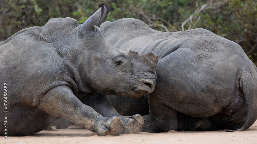 a sub-adult rhino and cow
