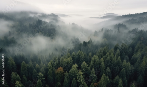 Lush Rainforest with morning fog