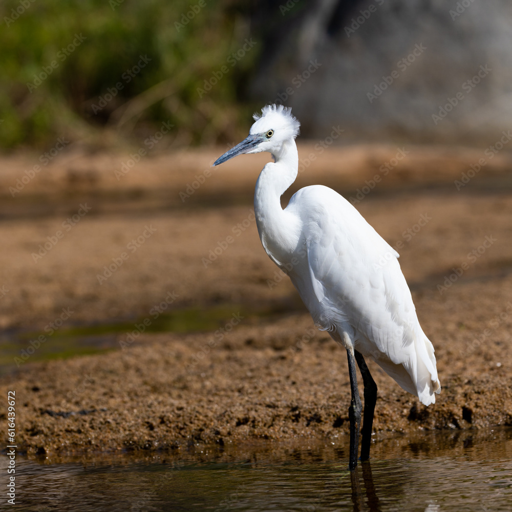 Fototapeta premium a little egret close up