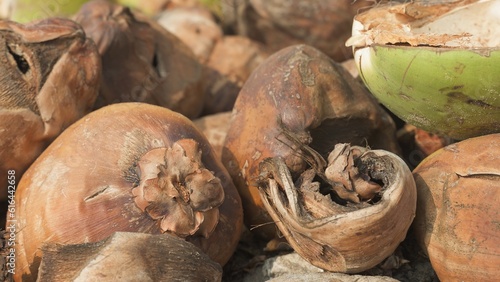 Close-up image of discarded dried drinking coconuts after use