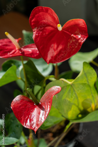 Anthurium buds on black background. Red home flower with a yellow center. Flower in the shape of a heart. Anthurium andraeanum Araceae or Arum symbolize hospitality. Red flamingo anthurium. Petal leaf