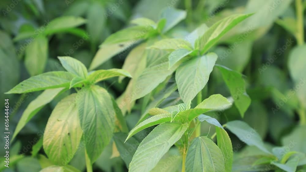Swing in the wind green jute leaves. Selective focus Swing in the wind green jute leaves. Selective focus