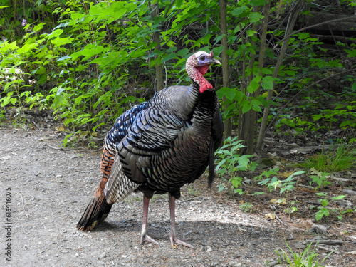 Wild turkey walking calmly through the forest trail on a sunny morning