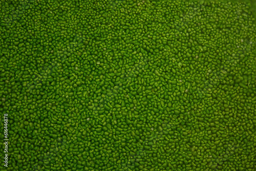 Wolffia globosa green leaves in the water background.