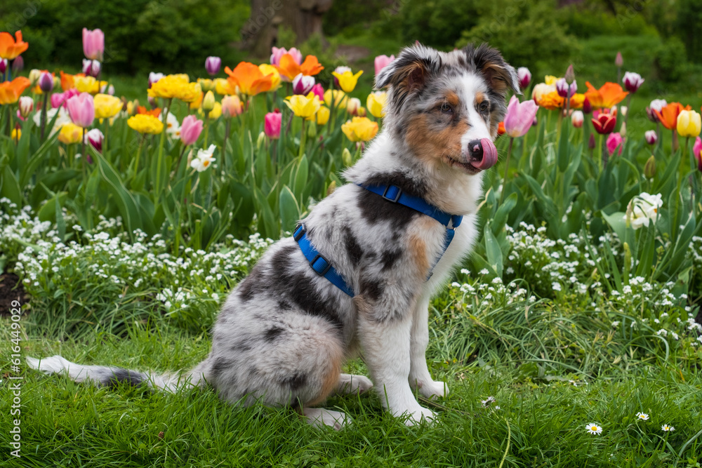 Australian shepherd blue merle puppy sitting in flowers Australian shepherd blue merle puppy sitting in flowers