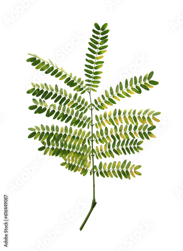 leaves of acacia plant isolated on white background