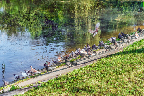 A flock of pigeons at a watering hole in the Trostyanets central park, Sumy region, Ukraine. Birds drink water from the lake among the summer greenery on a sunny day photo
