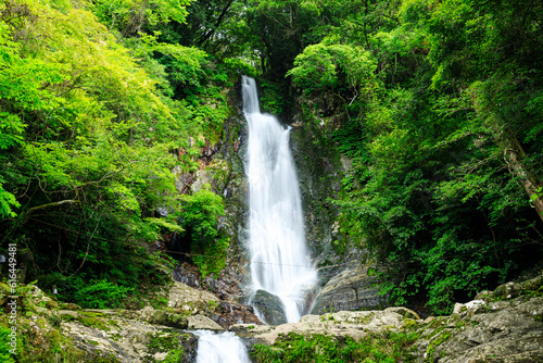 初夏の菅生の滝 福岡県北九州市 Sugao Falls in early summer. Fukuoka Pref, Kitakyusyu City.