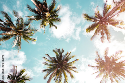 Tropical palm coconut trees on sunset sky flare.