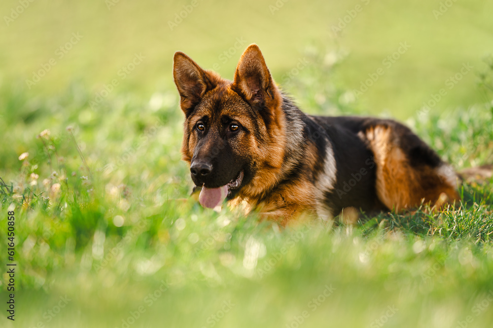 Young german shepherd dog portrait in natural environment, close up