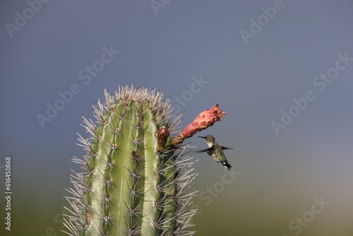 Vervain hummingbird (Mellisuga minima) in Jamaica photo