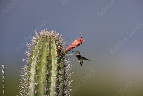 Vervain hummingbird (Mellisuga minima) in Jamaica photo