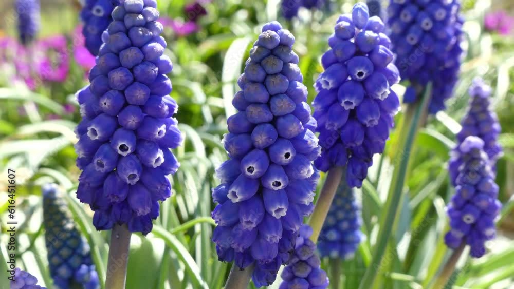 Spring blue Muscari flowers slightly moved by the wind in the garden. Close-up shot with visible details of beautiful small flowers consisting of little bells. Real time on sunny and windy weather. Spring blue Muscari flowers slightly moved by the wind in the garden. Close-up shot with visible details of beautiful small flowers consisting of little bells. Real time on sunny and windy weather.