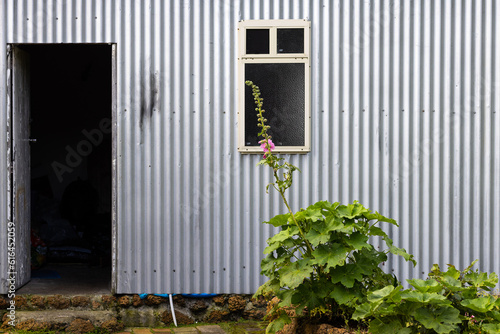 part of corrugated iron shed with one tall hollyhock out the front photo