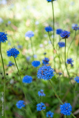 Native blue flower clusters photo