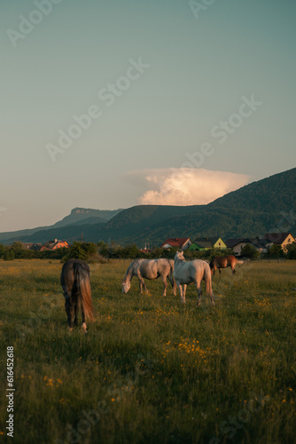 herd of horses grazes at the meadow © Надя Запара